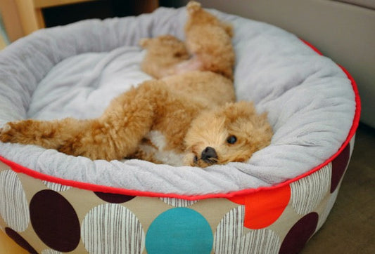 Hund schläft in einem Hundebett aus Mikroplastik