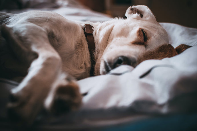Mit diesen Tipps schläft Dein Hund gut