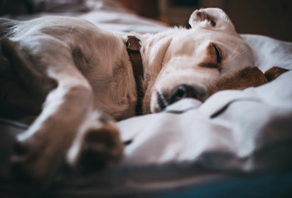 Schlaf ist supaw wichtig und mit diesen Tipps schläft Dein Hund gut