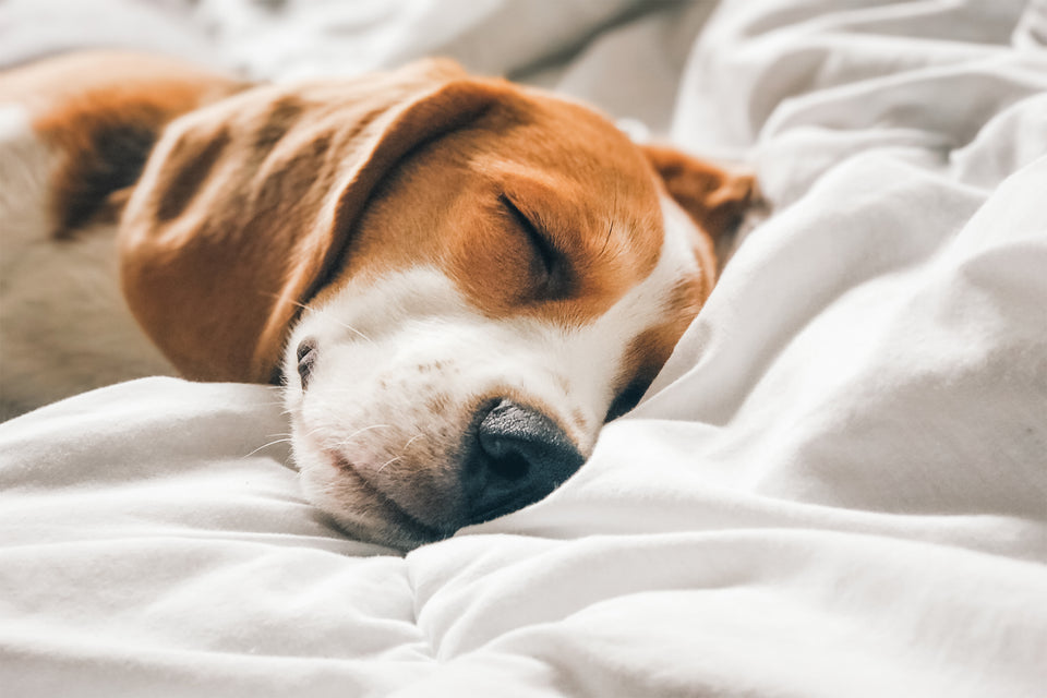 Supaw Sleep Hundebett beruhigend antimikrobiell robust strapazierfähig